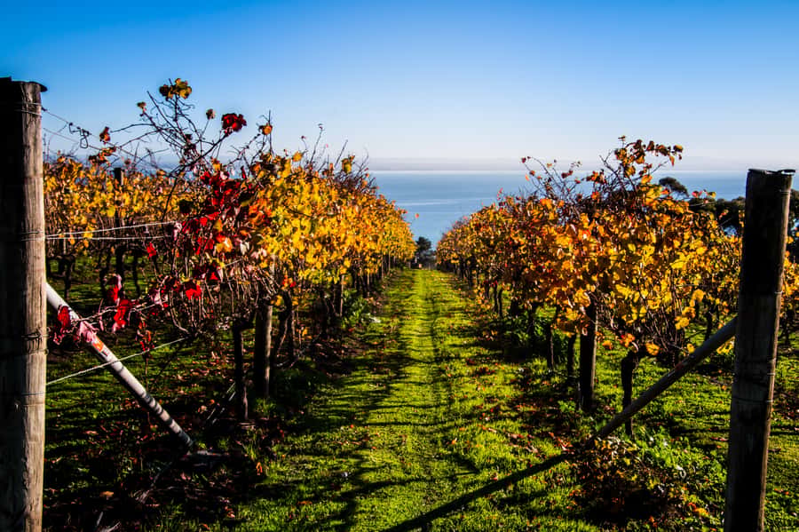 Melbourne: Around the Bay Food & Wine Taste Trail - From Geelong waterfront to the Bellarine Peninsula start line