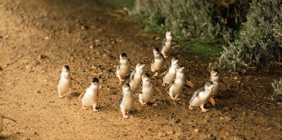 Melbourne: Boutique Phillip Island Wine, Dine & Penguin Tour - Cowes free time, and how to choose between town and koalas