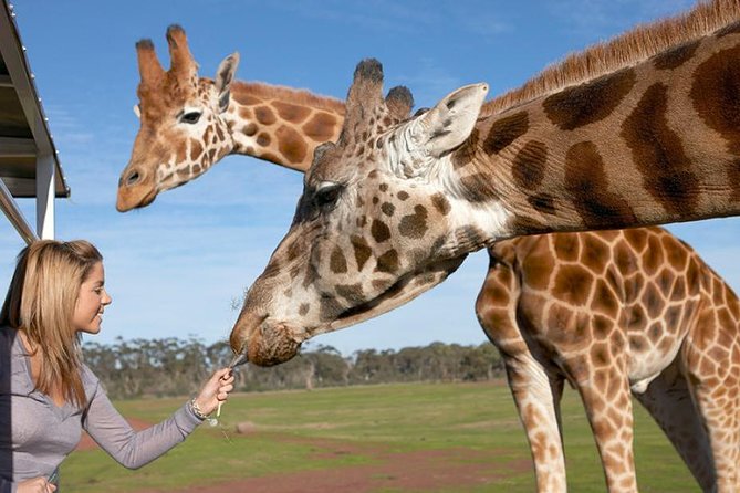 Melbourne City Card (2 Days): Visit Unlimited Attractions! - Arthurs Seat Eagle: the return flight that changes the pace
