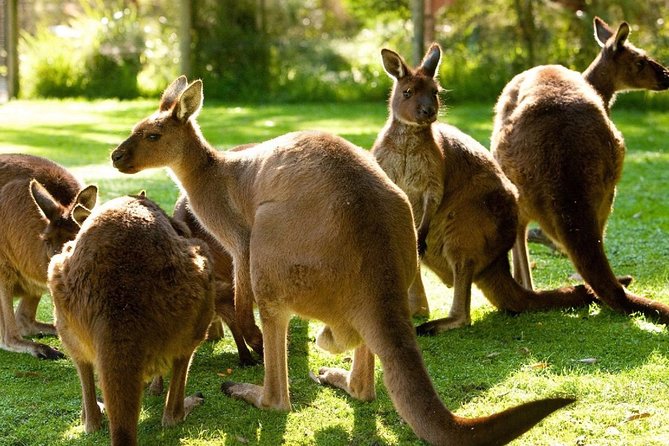 Melbourne City Card (3 Days): Visit Unlimited Attractions! - Melbourne City Card Basics: what you really get in 3 days