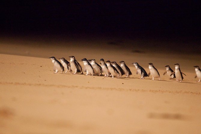 Melbourne Combo: Great Ocean Road Day Trip and Phillip Island Day Trip from Melbourne - Key highlights you’ll feel right away