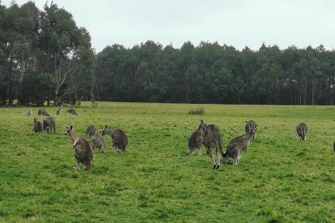 Melbourne Combo: Great Ocean Road Day Trip and Phillip Island Day Trip from Melbourne - How the Long Days Actually Feel: Pace, Timing, and Group Dynamics