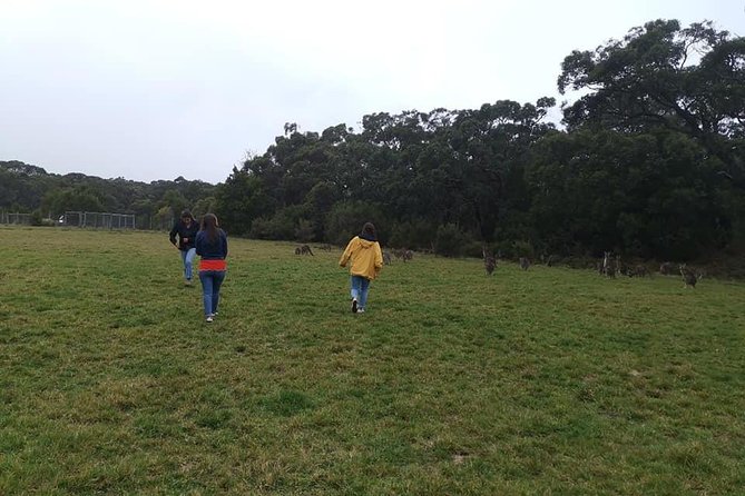 Melbourne Combo: Great Ocean Road Day Trip and Phillip Island Day Trip from Melbourne - Who This Combo Tour Works Best For