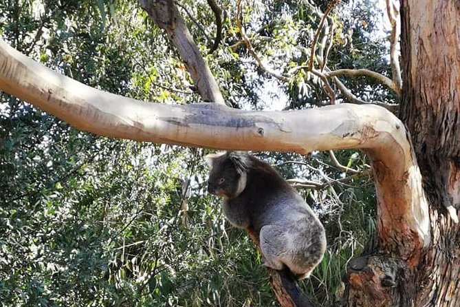 Melbourne Combo: Great Ocean Road Day Trip and Phillip Island Day Trip from Melbourne - Should You Book This Melbourne Combo?