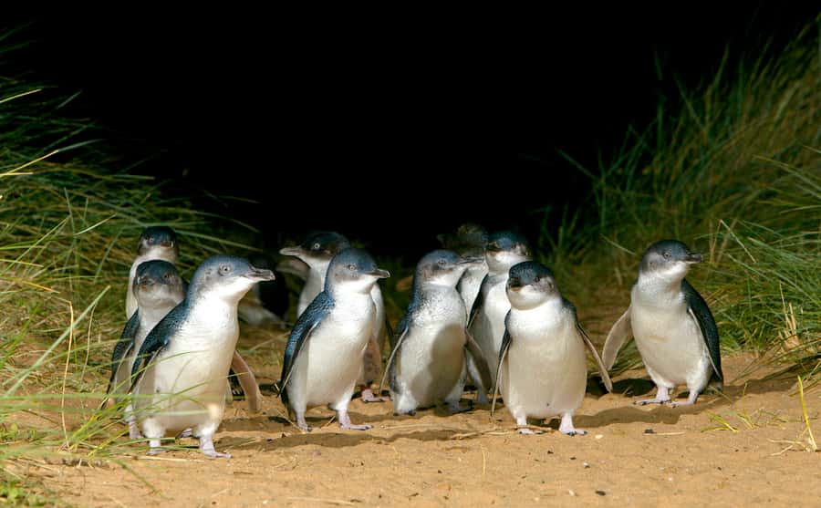Melbourne: French and Phillip Island Wildlife Expedition - Key Things I’d Prioritize on This Day Trip
