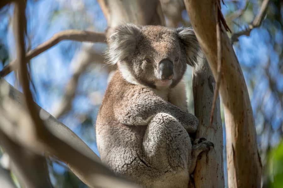 Melbourne: French and Phillip Island Wildlife Expedition - French Island National Park and the 2.5-Hour 4WD Adventure