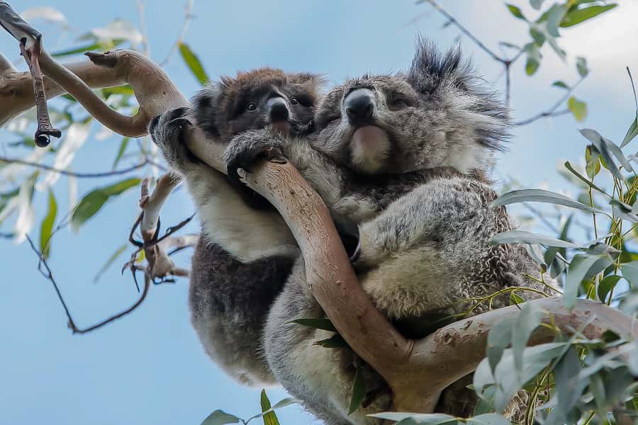 Melbourne: Great Ocean Road, 12 Apostles & Rainforest Tour - Quick reasons to go