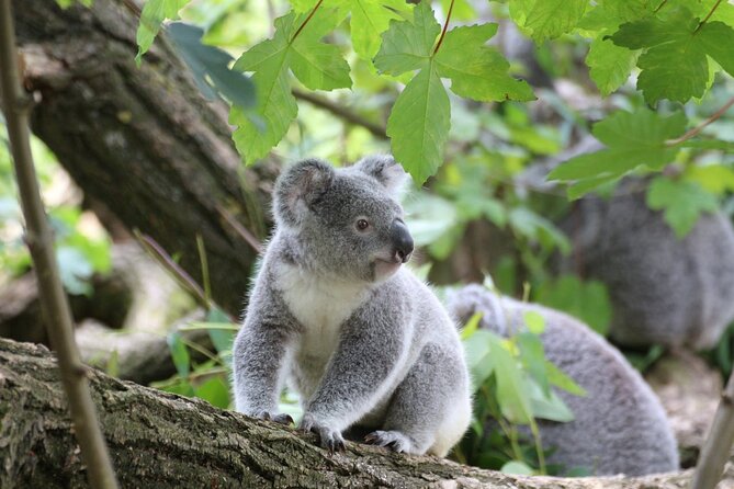 Melbourne: Great Ocean Road & Iconic Coastal Views Day Tour - Key things that make this tour work