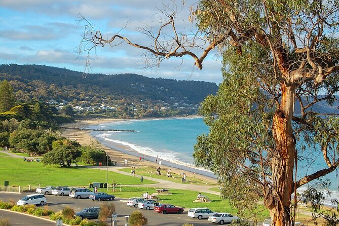 Melbourne: Great Ocean Road & Iconic Coastal Views Day Tour - Morning light on the Great Ocean Road: why this timing matters