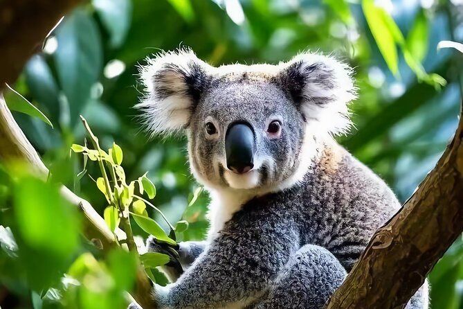 Melbourne: Great Ocean Road Luxury Coach Reverse Tour - Great Otway National Park: koala chances and forest-to-sea scenery