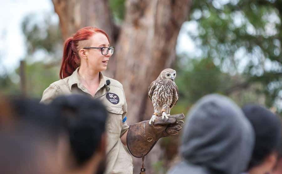 Melbourne: Great Ocean Road, Penguin Parade & Free City Tour - Price and value: what $236 buys you (and why it’s not just transport)