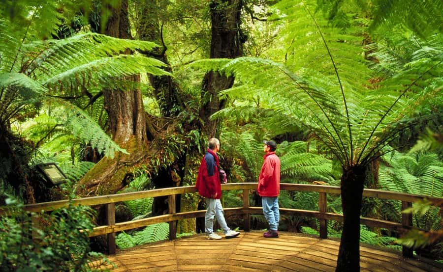 Melbourne: Great Ocean Road, Penguin Parade & Free City Tour - Should you book the Great Ocean Road, Penguin Parade & free city package?