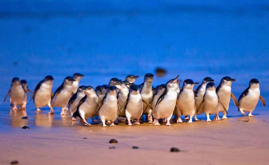 Melbourne: Great Ocean Road, Penguin Parade & Free City Tour - Small-group comfort: minibus, Wi-Fi, and audio in 16 languages