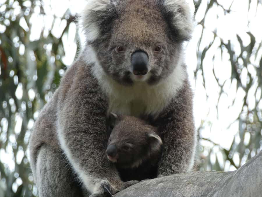 Melbourne: Great Ocean Road & Wildlife Tour for Backpackers - Apollo Bay free time: lunch, cafes, and a breather