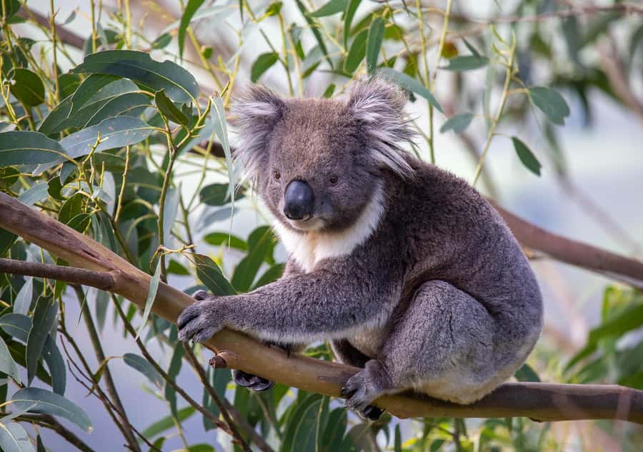Melbourne: Great Ocean Road & Wildlife Tour for Backpackers - From Melbourne pickup to Twelve Apostles: starting strong