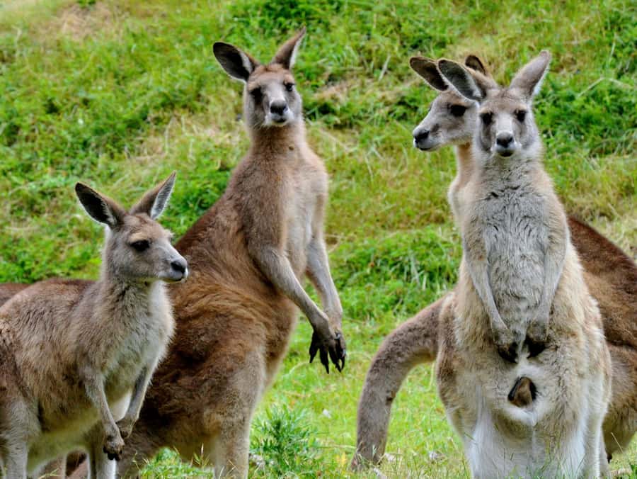 Melbourne: Healesville Sanctuary & Phillip Island Tour - Should You Book the Melbourne to Healesville & Phillip Island Tour?