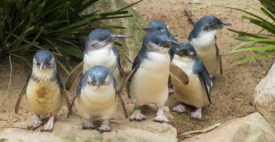 Melbourne: Healesville Sanctuary & Phillip Island Tour - Price and Logistics: What $125 Really Buys