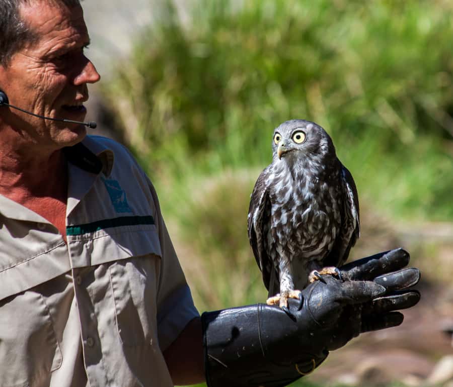 Melbourne: Healesville Sanctuary & Phillip Island Tour - Healesville Sanctuary: Wildlife You Can Actually Learn From