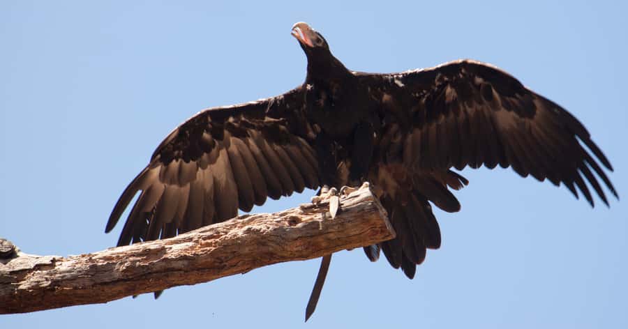 Melbourne: Healesville Sanctuary & Phillip Island Tour - Chocolate Break: Small Stop, Real Break