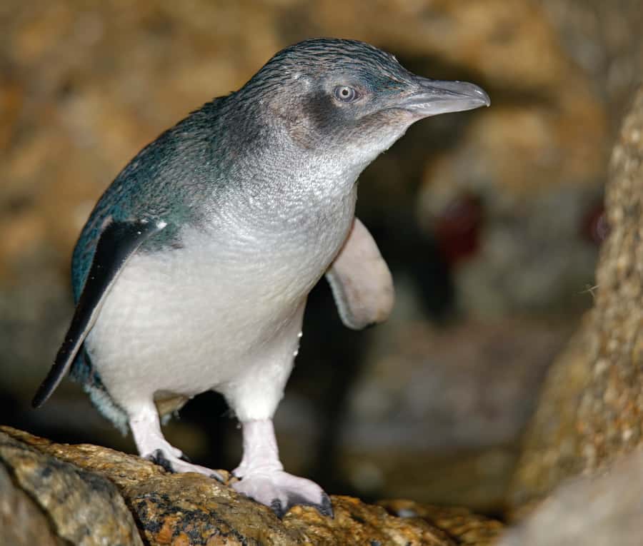 Melbourne: Healesville Sanctuary & Phillip Island Tour - Who This Tour Fits Best (and Who Might Feel Underwhelmed)