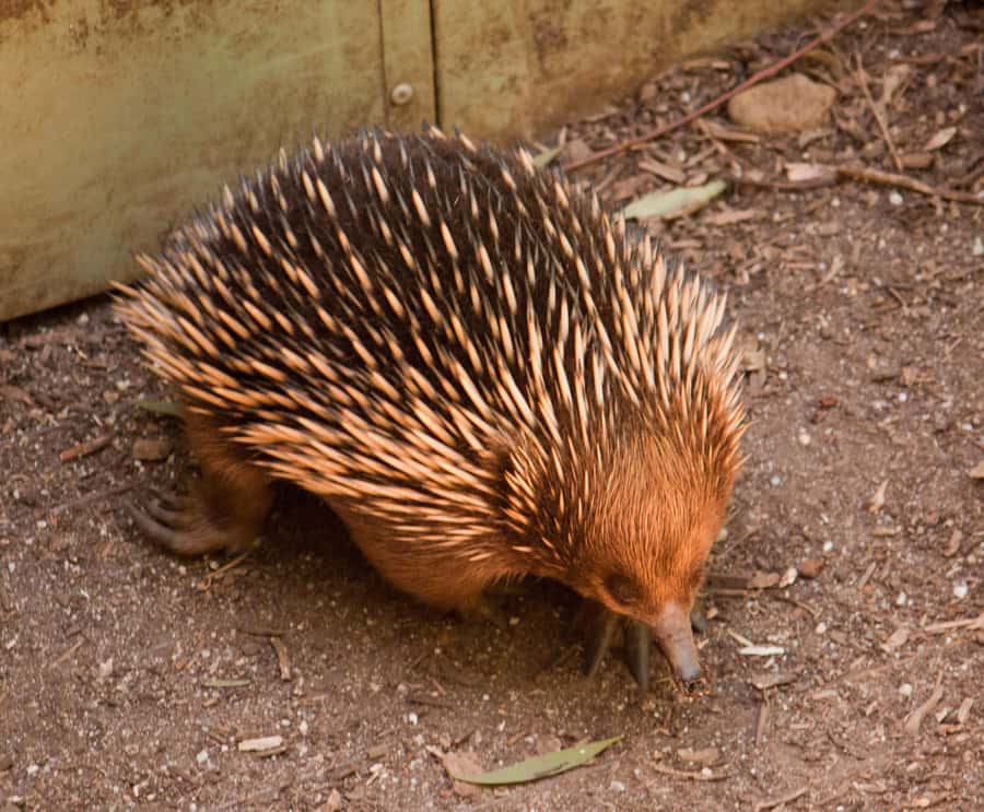 Melbourne: Healesville Sanctuary & Phillip Island Tour - The Biggest Considerations Before You Book