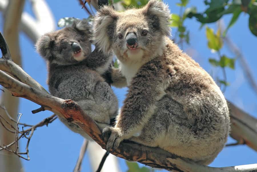 Melbourne: Healesville Sanctuary & Phillip Island Tour - Morning Start from Melbourne: Comfortable Ride, Early Motion