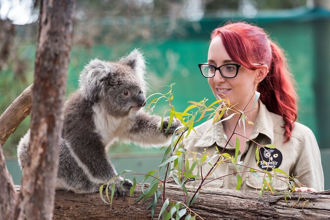 Melbourne Highlights and Aussie Wildlife Express Tour - Queen Victoria Market and Royal Arcade: Shopping Stops with Real-Day Limits