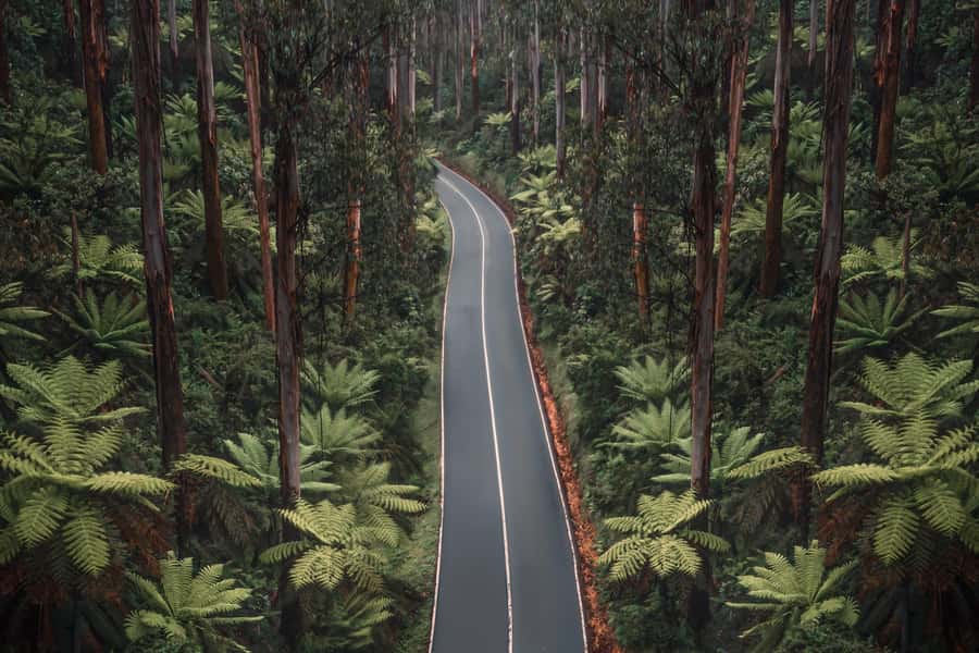Melbourne: Lake Mountain Snow Day and Waterfalls & Chocolate - Steavenson Falls in Marysville: A Winter Walk That Resets You