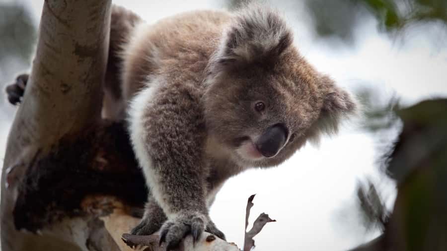 Melbourne: Moonlit Sanctuary and Brighton Beach Boxes Tour - Key Stops That Make This Tour Worth Your Time