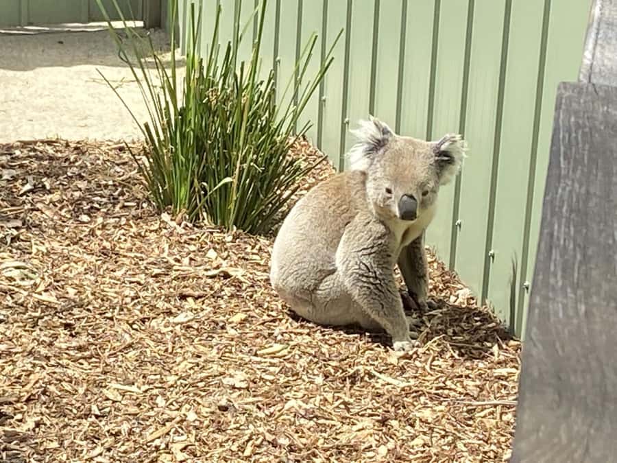 Melbourne: Moonlit Sanctuary and Brighton Beach Boxes Tour - Price and Value: $73 for Entry + Transport (What You’re Really Paying For)