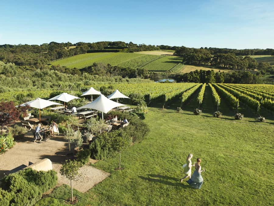 Melbourne: Mornington Peninsula Wine Day Tour - Yabby Lake Vineyard: cool-climate wines with real acreage behind them