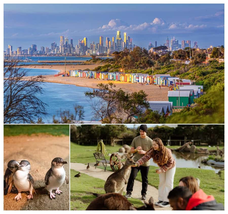 Melbourne: Penguin Parade , Koala & Brighton Bathing Boxes - Key points to know before you go