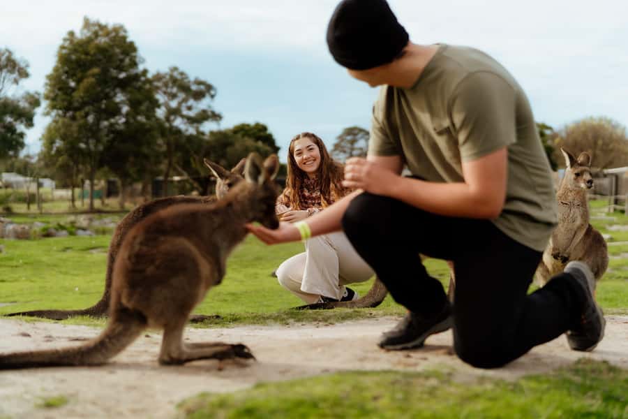 Melbourne: Penguin Parade , Koala & Brighton Bathing Boxes - Maru Koala & Animal Park: hand feeding and photo-heavy animal time