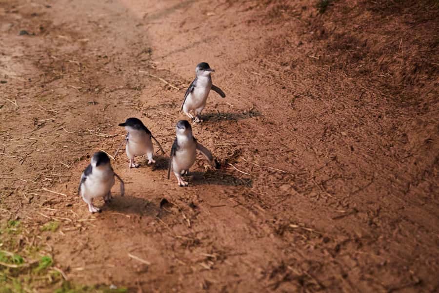 Melbourne: Penguin Parade , Koala & Brighton Bathing Boxes - The Nobbies on Phillip Island: coastal views plus seal colony watching