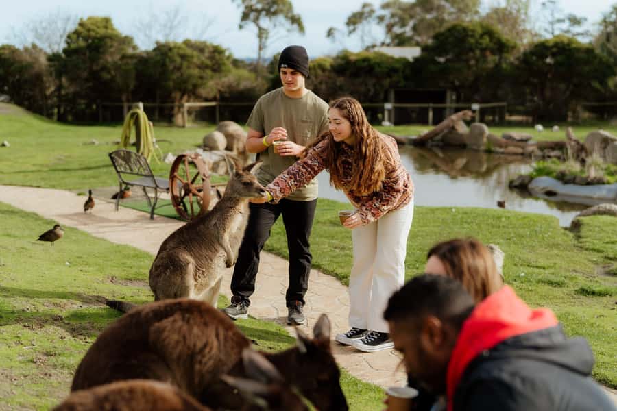 Melbourne: Penguin Parade , Koala & Brighton Bathing Boxes - Penguin Parade at Summerland Beach: the waddle home moment