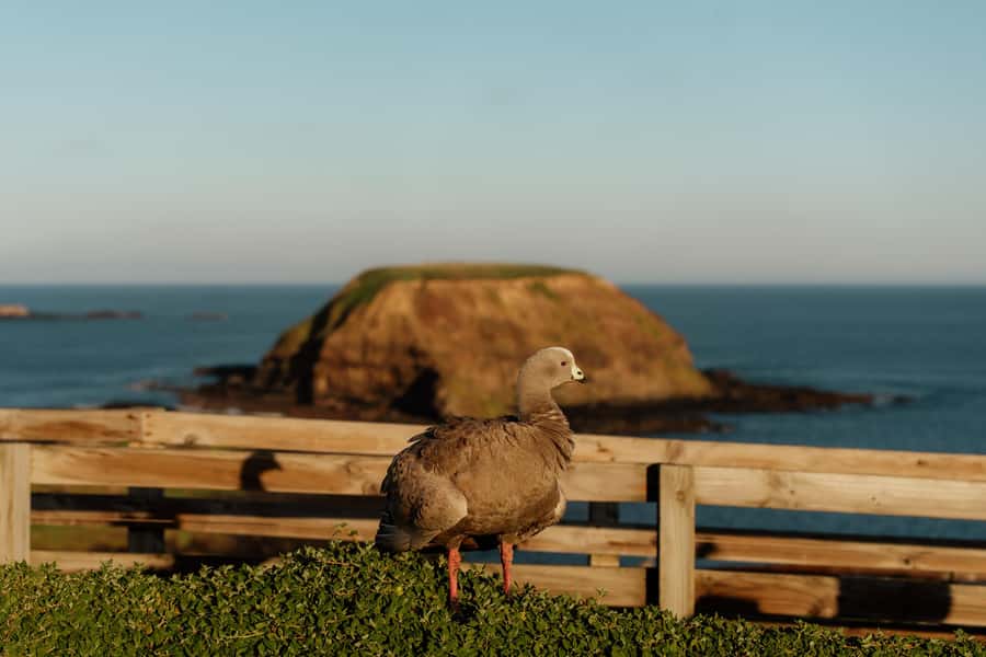 Melbourne: Penguin Parade , Koala & Brighton Bathing Boxes - Price and what you’re really paying for