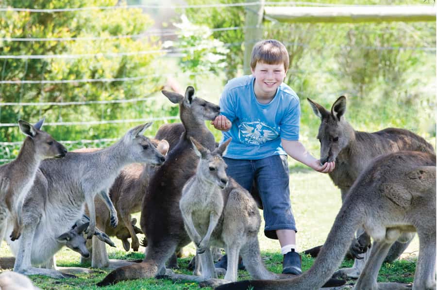 Melbourne: Penguin Parade & Phillip Island Scenic Day Tour - Maru Koala and Animal Park: optional wildlife time that’s worth considering