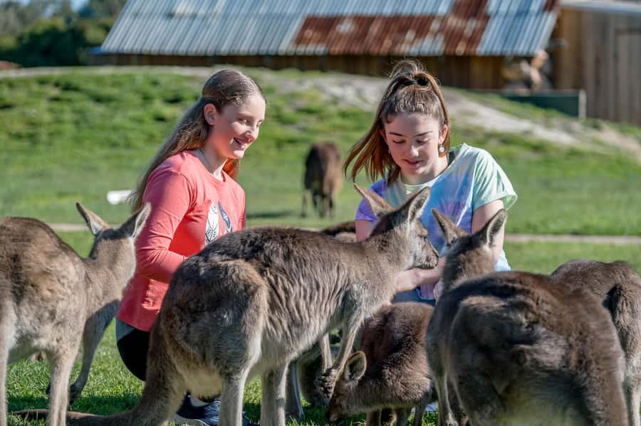 Melbourne: Penguin Parade Tour with Puffing Billy Train Ride - Key things to know before you go