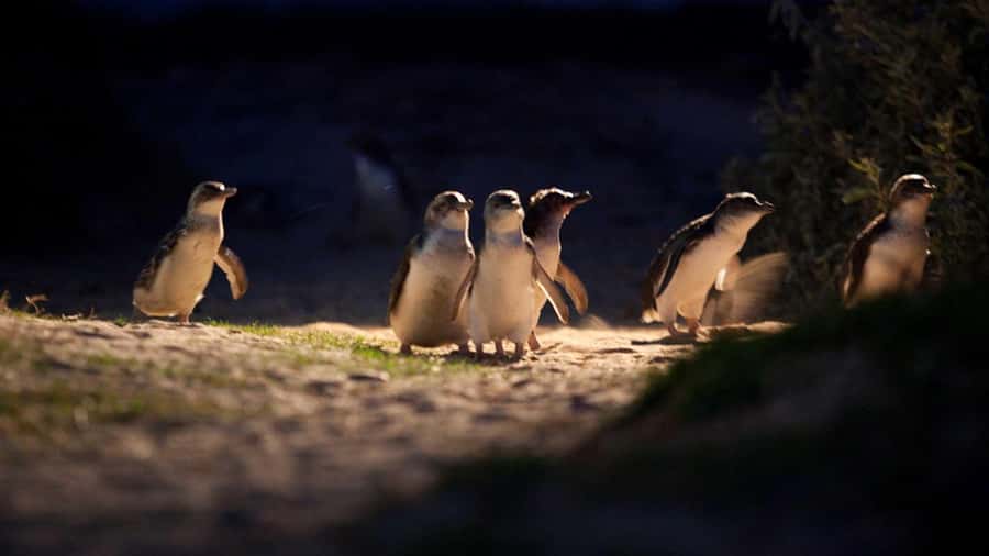 Melbourne: Penguin Parade Tour with Puffing Billy Train Ride - The Nobbies viewpoint: where the sea earns its paycheck
