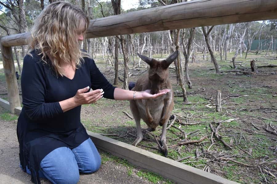 Melbourne: Peninsula Nature Private Day Trip with Dinner - A Private Peninsula Day That Mixes Coast, Animals, and a Summit