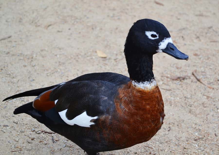 Melbourne: Peninsula Nature Private Day Trip with Dinner - Moonlit Sanctuary: Wildlife Encounters That Feel Interactive