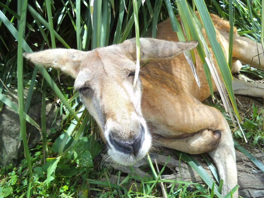 Melbourne: Peninsula Nature Private Day Trip with Dinner - The Picnic Dinner and the Small Comforts That Matter