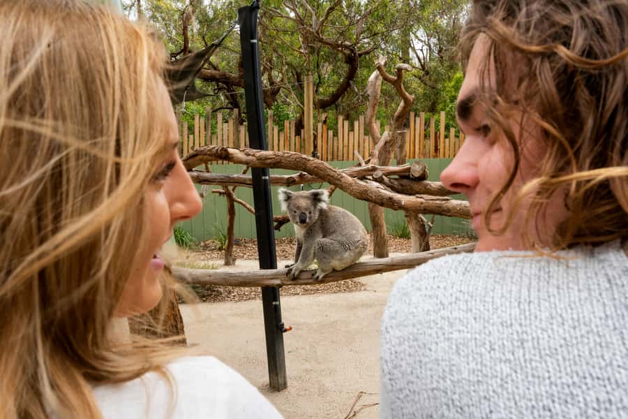 Melbourne: Peninsula Nature Private Day Trip with Dinner - Pickup and the Scenic Drive Along Port Phillip Bay