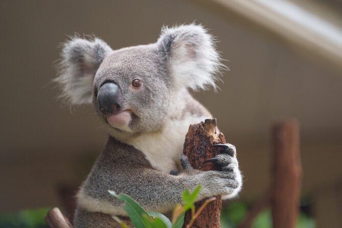 Melbourne Phillip Island 1 Day Tour - Price and Value: What Costs Extra on This $91.81 Tour