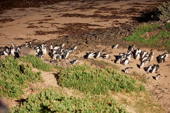 Melbourne Phillip Island 1 Day Tour - Cowes Stop: A Quick Town Reset at the Northern Tip