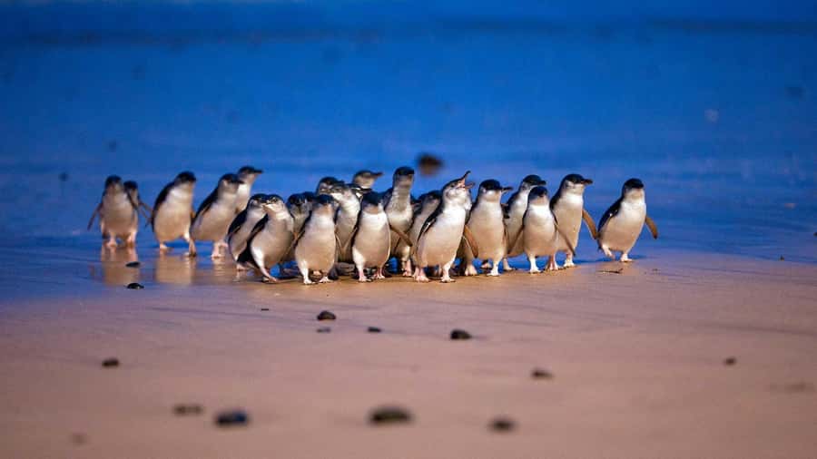 Melbourne: Phillip Island Penguin Parade Watching Day Tour - The Nobbies Viewpoint: short stop, big payoff
