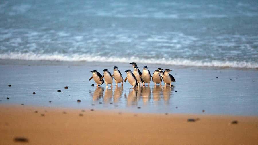 Melbourne: Phillip Island Private Trip, Penguin and Wildlife - Cowes: an easy coastal town break (and lunch that fits you)