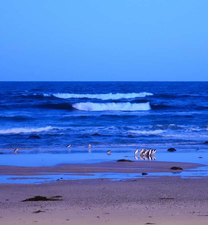 Melbourne: Phillip Island Private Trip, Penguin and Wildlife - The real value of $261: what you’re paying for (and what you’re not)