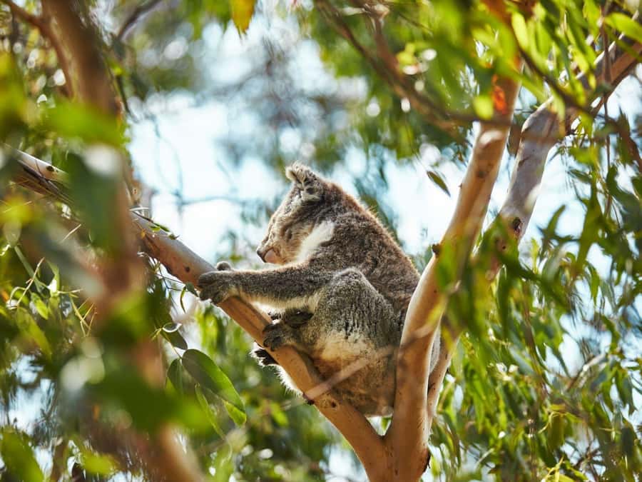 Melbourne: Phillip Island Private Trip, Penguin and Wildlife - Koala Conservation Reserve: the tree-top boardwalk experience