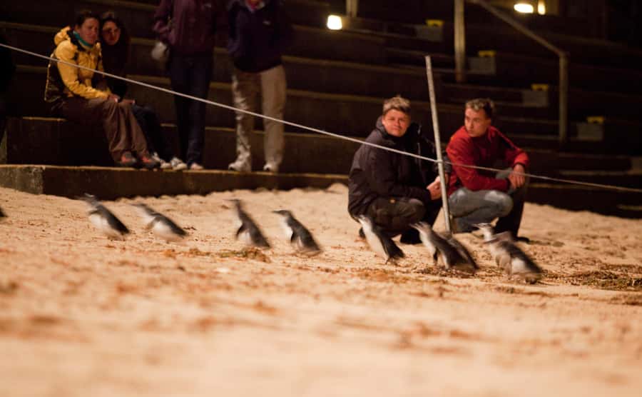Melbourne: Phillip Island Tour & Penguin Parade - Key Points I’d Use to Decide